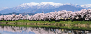 吉野山の桜by職場の教養(#^.^#) イメージ