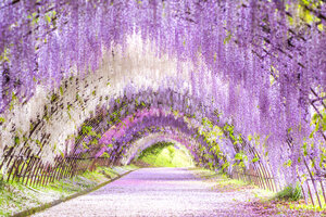 藤の花by職場の教養(#^.^#) イメージ