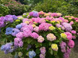 ※紫陽花と多様性by職場の教養(#^.^#) イメージ