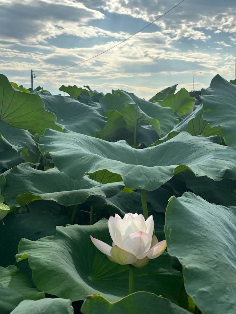 HASU no HANA イメージ