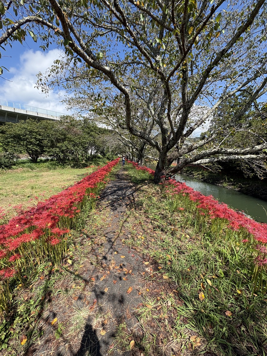 曼殊沙華(*”▽”) イメージ