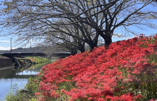 葉見ず花見ずby職場の教養(#^.^#) イメージ